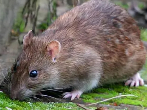 老鼠防治
