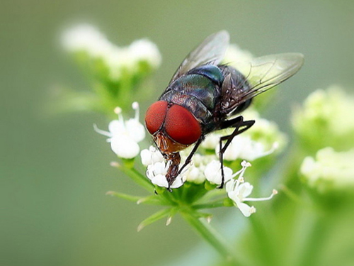 苍蝇防治