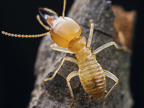 如何对蚂蚁进行消灭?