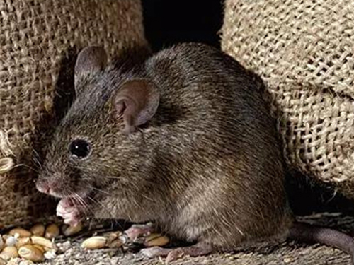 如何做到不让老鼠进家