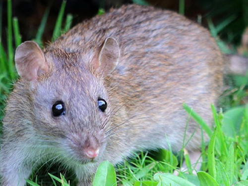 灭老鼠时,怎么样做才能安全?